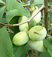 photo fruit