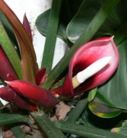 photo fleur