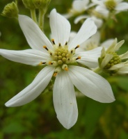 photo fleur