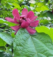 photo fleur