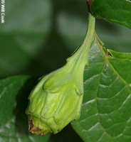 photo fruit