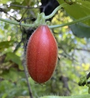 photo fruit