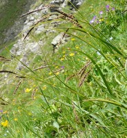 photo plante