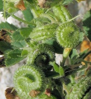 photo fruit