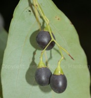 photo fruit