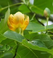 photo fleur