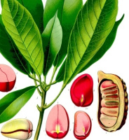photo fruit