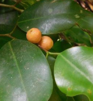 photo fruit