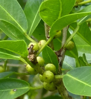 photo fruit