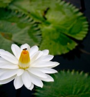 photo fleur