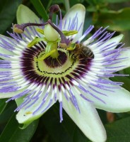 photo fleur
