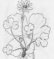 miniature