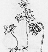 miniature