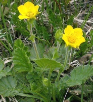 photo plante