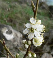 photo fleur