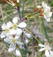 photo fleur