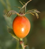 photo fruit