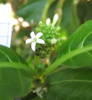 photo fleur