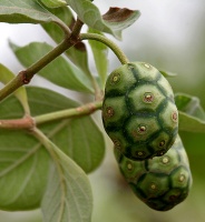 photo fruit