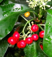 photo fruit