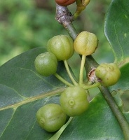 photo fruit