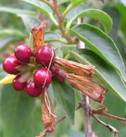 photo fruit