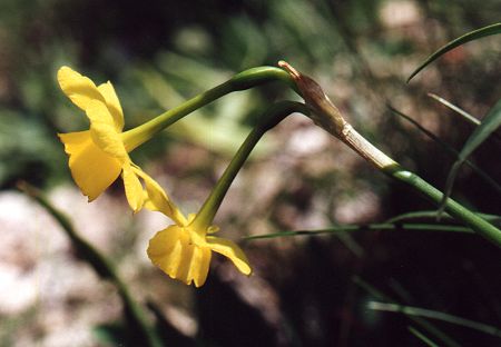 Sainte Victoire (Bouches-du-Rh�ne), 9 mai 2000