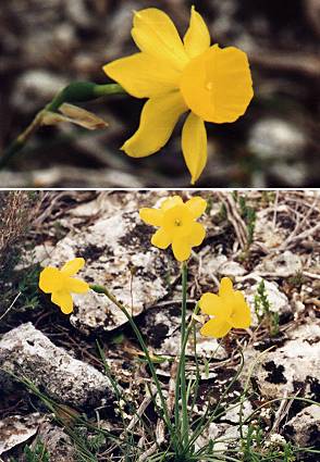 Lub�ron (Vaucluse), 13 avriil 1996