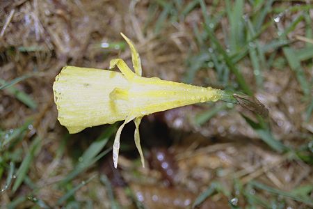 Escala (Hautes-Pyr�n�es), 21 avril 2004