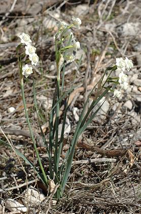 Grand Vallon, Lascours (Bouches-du-Rh�ne), 4 mars 2008