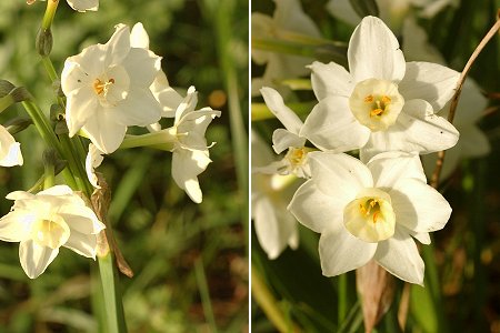 Josse (Landes), 11 mars 2007