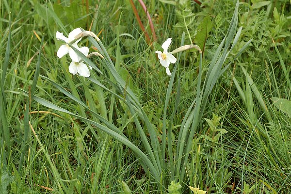 Abri�s, Valpreveyre (Huates-Alpes), 16 juin 2010