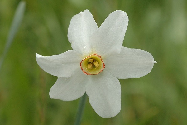 Abri�s, Valpreveyre (Huates-Alpes), 16 juin 2010