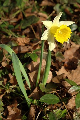 Montenois (Doubs), 27 mars 2006