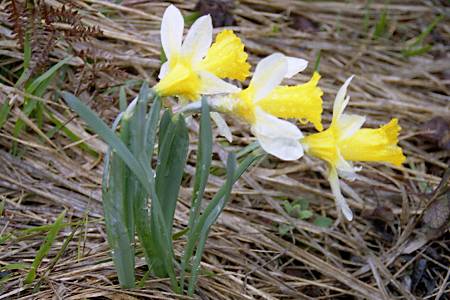 Col d'Aspin (Hautes-Pyr�n�es), 21 avril 2004