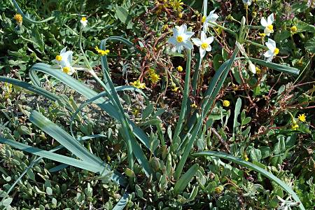 Parata (Corse), 14 avril 2005