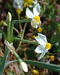 Narcisse � bouquets