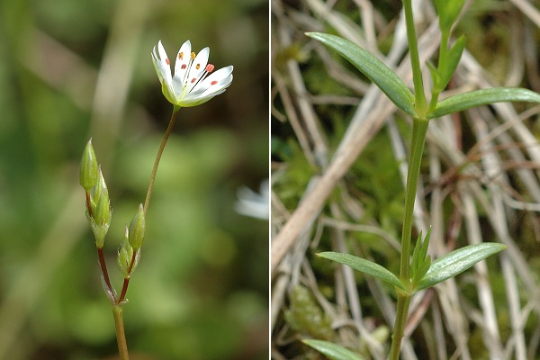 Arcey (Doubs), 31 mai 2006