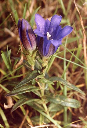 Mont M�zenc (Haute-Loire / Ard�che), 28 ao�t 1990