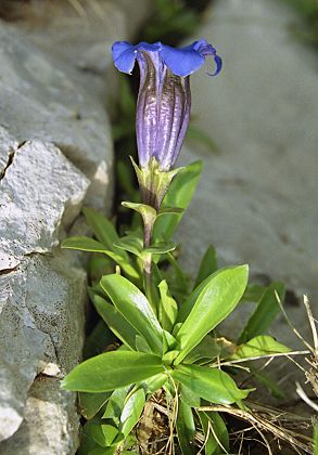 Pas de la Ville, Vercors (Is�re), 4 juillet 2004