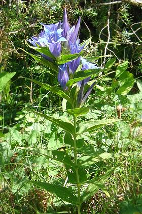 Val Ferret (Suisse), ao�t 2005