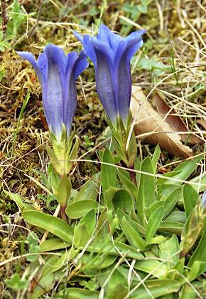 Burneviller (Doubs), 5 mai 2003