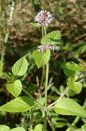 Gramont (Haute-Sa�ne), 26 juillet 2009
