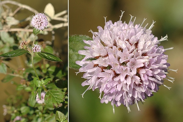 Lougres (Doubs), 31 ao�t 2005