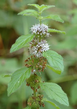 Montenois (Doubs), 2 septembre 2005