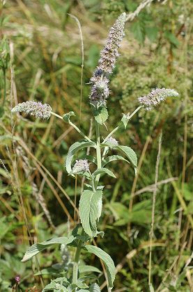 Gramont (Haute-Sa�ne), 26 juillet 2009
