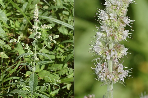 Montenois (Doubs), 17 juillet 2005