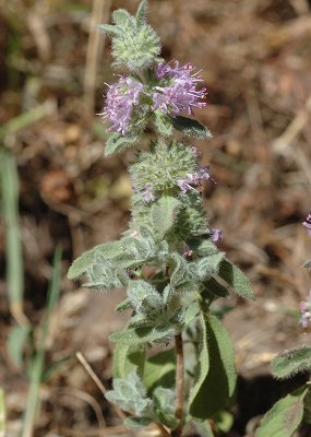 Tizzano (Corse), 20 juin 2016
