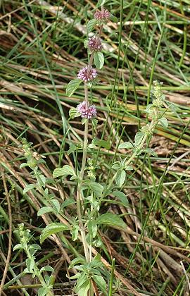 Romanèche (Ain), 24 juillet 2009