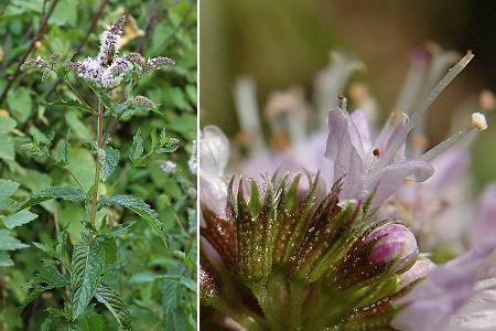 Montenois (Doubs), 31 juillet 2004